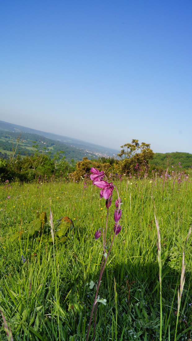 Box Hill Flower, Orchid, North Downs, Holiday